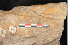 Foto (Detailansicht) von Voltzia heterophylla Brongniart (NHMW-GEO-2024-0188-11129)